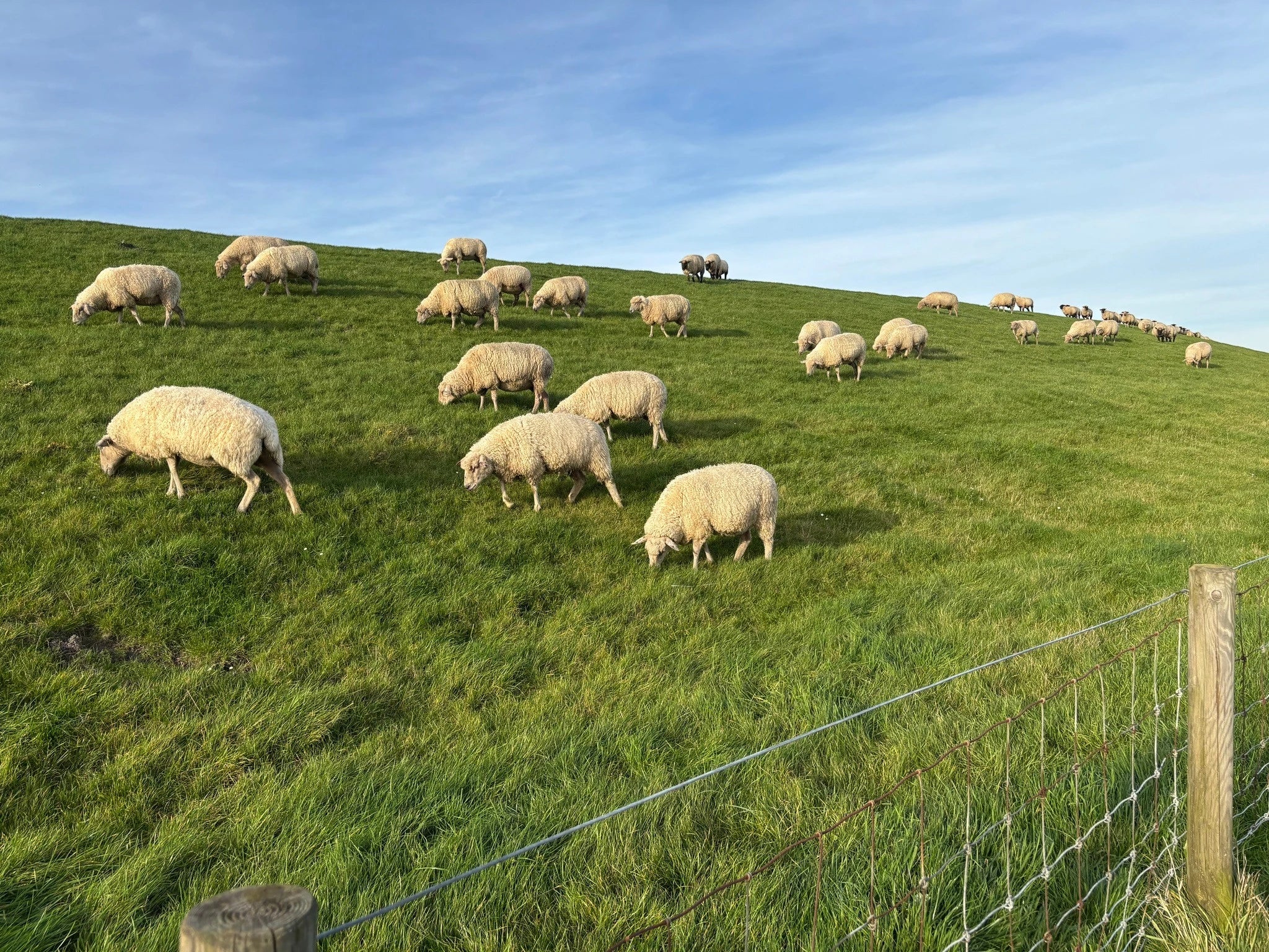 Eine Herde weißer Schafe grasend auf dem grünen Nordseedeich in Neßmersiel vor blauem Himmel im Nordseeurlaub.